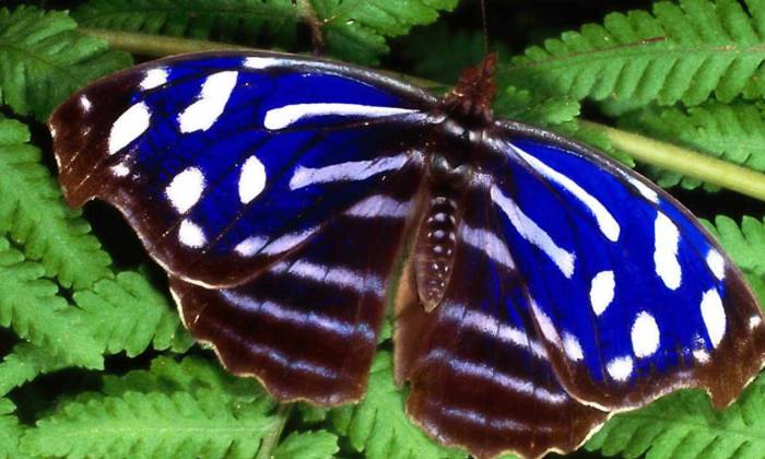 puzzle Papillon bleu, Encore un chef d'œuvre de la nature