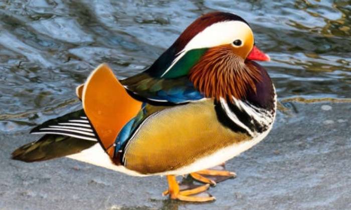 puzzle Canard mandarin, Reconnaissable entre tous, le mâle se distingue par ses couleurs si particulières, la femelle étant plus terne de couleur. Ce magnifique oiseau est très répandu en Asie de l'Est.