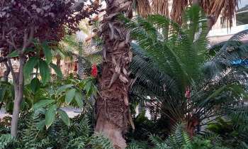 9372 | Arbre - Tronc de palmier