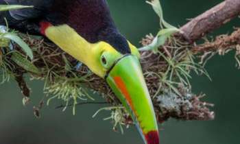 7828 | Toucan à carène - Le toucan à carène est doté d'un long bec en forme de banane qui couvre entièrement le devant de sa face. Il possède un plumage majoritairement noir, à l'exception des joues et une gorge jaune pâle. La taille moyenne de cet oiseau est de 51 cm et son poids varie entre 400 et 500 g. Il est présent de l'Est du Mexique au Nord-Ouest du Venezuela.
