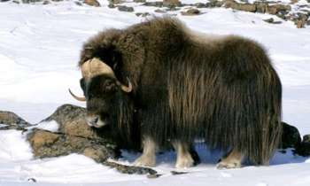 Puzzle 15113 - Bison dans la neige