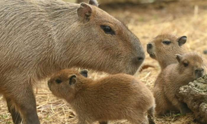 puzzle Capybara, Originaire d'Amérique du Sud, le capybara est le plus grand rongeur vivant, aimant vivre en très grands groupes. Son poids moyen varie entre 35 et 55 kilogrammes. Excellents nageurs, les capybaras peuvent rester sous l'eau jusqu'à cinq minutes et sont capables de dormir presque complètement immergés
