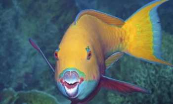 8322 | Poisson-perroquet sympathique - Le poisson-perroquet est drôle à regarder avec son sourire presque humain et des dents adaptées à ses habitudes alimentaires, mais dangereuses pour les coraux dont il se nourrit.