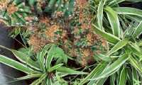 Puzzle Plantes