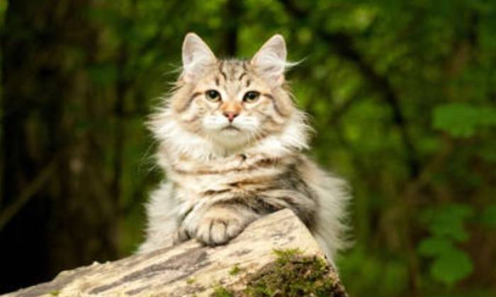 Puzzle gratuit Chat sibérien dans la catégorie Animaux jouable de 24 à 120 pièces.