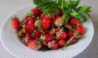 Puzzle Fraises de mon jardin