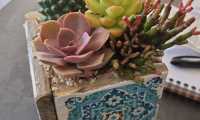 Puzzle Plantes Grasses