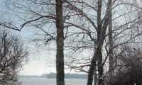 Puzzle bouleaux en hiver