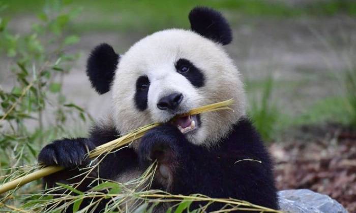 puzzle panda, Panda qui mange des bambous