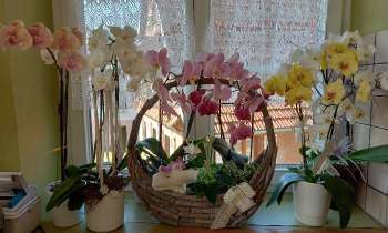 Puzzle 12545 - Magnifiques orchidées