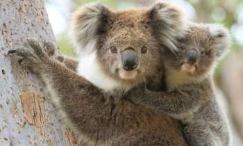 9669 | Maman & Bébé Koala - 