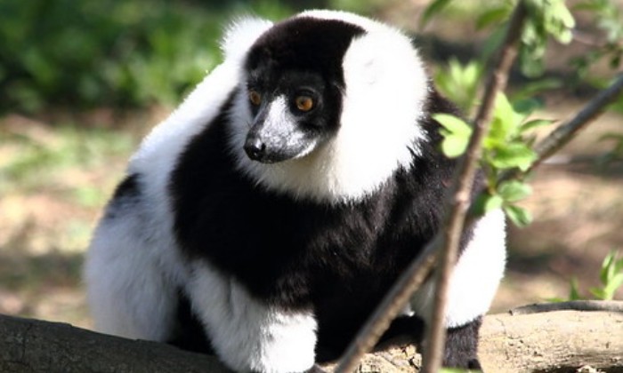 puzzle Un vari en blanc et noir, Le vari un lémurien endémique de Madagascar