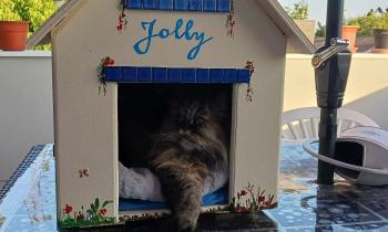 8499 | Jolly ma princesse - Ma jolly dans sa petite résidence faite par ses parents