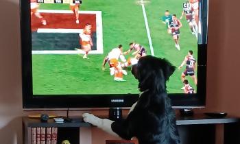 8362 | coupe du monde de rugby - notre chien adore regarder la télévision, surtout le rugby.