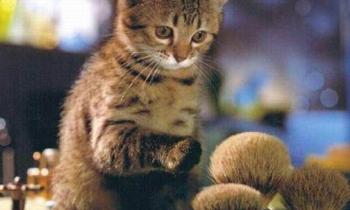 9652 | C'est ça un blaireau - L'air surpris de ce chaton par la douceur de blaireaux !