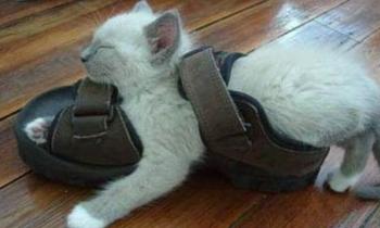 Puzzle Je ne peux pas tomber - catégorie Animaux, puzzle gratuit en ligne