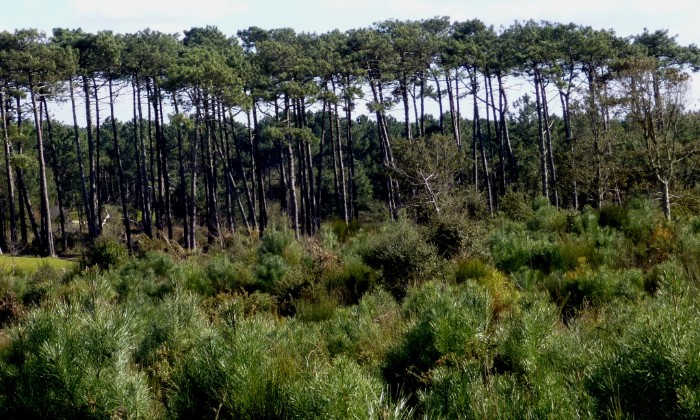 Puzzle pinède dans la catégorie Paysages & Fleurs la pinède du golf de Pinsolle à Soustons 40210