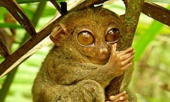 9426 | Tarsier - Le Tarsier des Philippines est le plus petit primate de la planète avec une taille comprise entre 8,5 et 16 cm, mais figurant malheureusement sur la liste des animaux en voie de disparition. La femelle pèse 120 g, le mâle 130 g. C'est aussi le mammifère, proportionnellement à sa taille, qui a les plus gros yeux. Sa tête a la particularité de pouvoir pivoter sur 180° de chaque côté, ses yeux étant fixes dans leurs orbites.