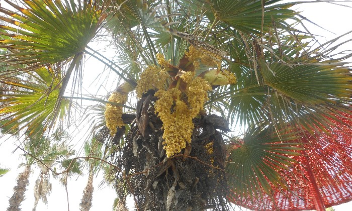 puzzle Coeur de palmier, Coeur de palmier, plein de fleurs à Alhaurin El Grande