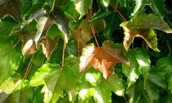 8668 | Vigne-vierge - En automne, quand les premières feuilles commencent à changer de couleur.