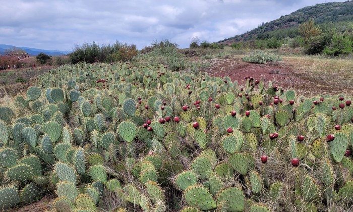 Puzzle gratuit Figues de Barbarie dans la catégorie Paysages & Fleurs jouable de 24 à 120 pièces.