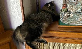 Puzzle Naya - catégorie Animaux, puzzle gratuit en ligne