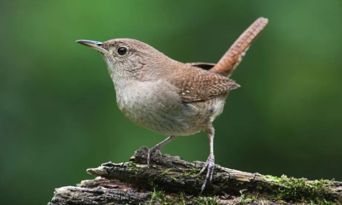 Puzzle gratuit Troglodyte très mignon dans la catégorie Animaux jouable de 24 à 120 pièces.