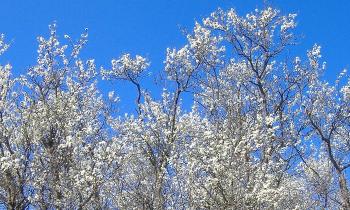 15409 | pruniers en fleurs - 