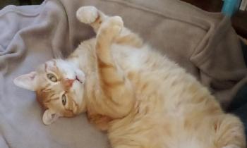 Puzzle 14626 - Cooky