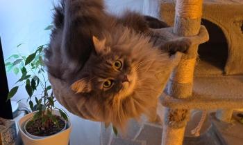 Puzzle 14942 - Sly perché