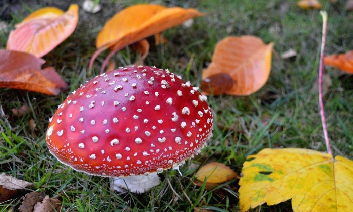 Puzzle gratuit Amanite Tue Mouche dans la catégorie Paysages & Fleurs jouable de 24 à 120 pièces.