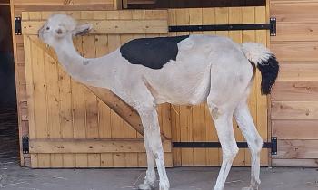 Puzzle 15218 - Alpaga