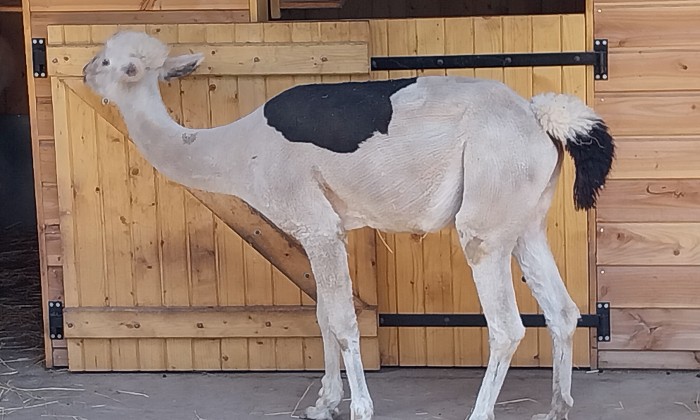 Puzzle Alpaga dans la catégorie Animaux 