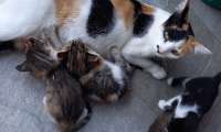 Puzzle Chatte allaitant ses petits