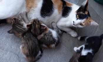 Puzzle 12916 - Chatte allaitant ses petits