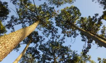 Puzzle 14411 - pinède