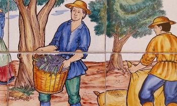 Puzzle 9629 - Récolte des olives