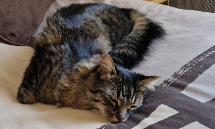 Puzzle gratuit Naya dans la catégorie Animaux jouable de 24 à 120 pièces.