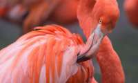 Puzzle Flamands roses