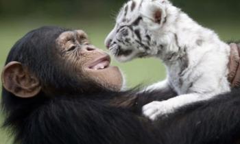 Puzzle 15183 - Que tu es beau