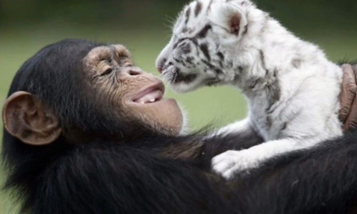 Puzzle Que tu es beau dans la catégorie Animaux Le sourire du chimpanzé vaut toutes les explications du monde...