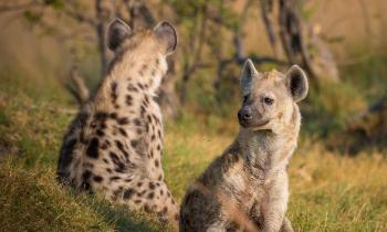 Puzzle Deux "jolies" hyènes - catégorie Animaux, puzzle gratuit en ligne