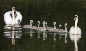 Puzzle La plus belle famille - catégorie Animaux, puzzle gratuit en ligne