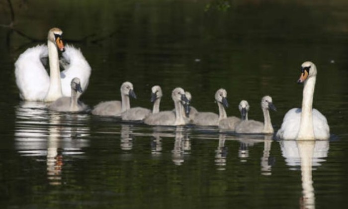 Puzzle gratuit La plus belle famille dans la catégorie Animaux jouable de 24 à 120 pièces.