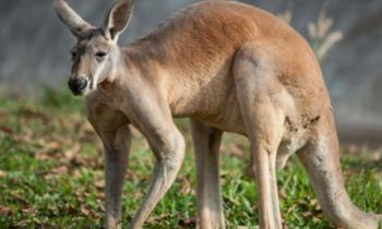 9723 | Kangourou roux - C'est le plus grand des kangourous : les mâles adultes mesurent de 1,50 à 1,80 m de haut (1,60 en moyenne) et les femelles de 1,20 à 1,50 m (1,30 m en moyenne) de hauteur avec une longueur de queue de 1 à 1,20 m pour les mâles et 0,85 à 1,05 m pour les femelles ; les mâles pèsent de 50 à 90 kg, (65 kg en moyenne) et les femelles de 20 à 35 kg (25 kg en moyenne)