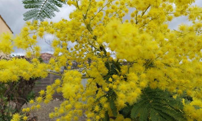 Puzzle gratuit Mimosa dans la catégorie Paysages & Fleurs jouable de 24 à 120 pièces.