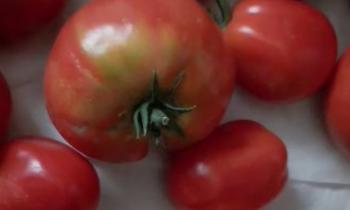 Puzzle Tomates - catégorie Cuisine & Gastronomie, puzzle gratuit en ligne