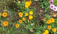 Puzzle Parterre de fleurs