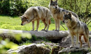 Puzzle Des loups - catégorie Animaux, puzzle gratuit en ligne