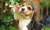 Puzzle Adorable Beagle